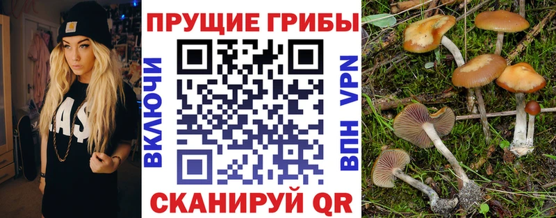 кракен как зайти  Мценск  Псилоцибиновые грибы Magic Shrooms 